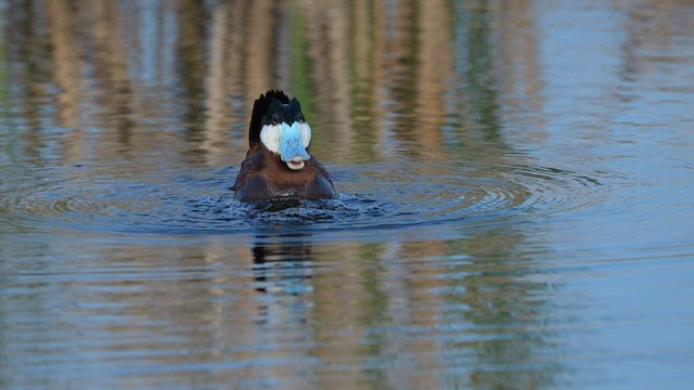 Ruddy Duck - ML589777841