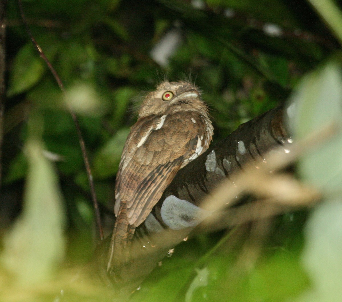 Palawan Frogmouth - David Stejskal