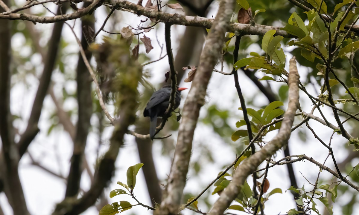 Black-fronted Nunbird - ML589781591