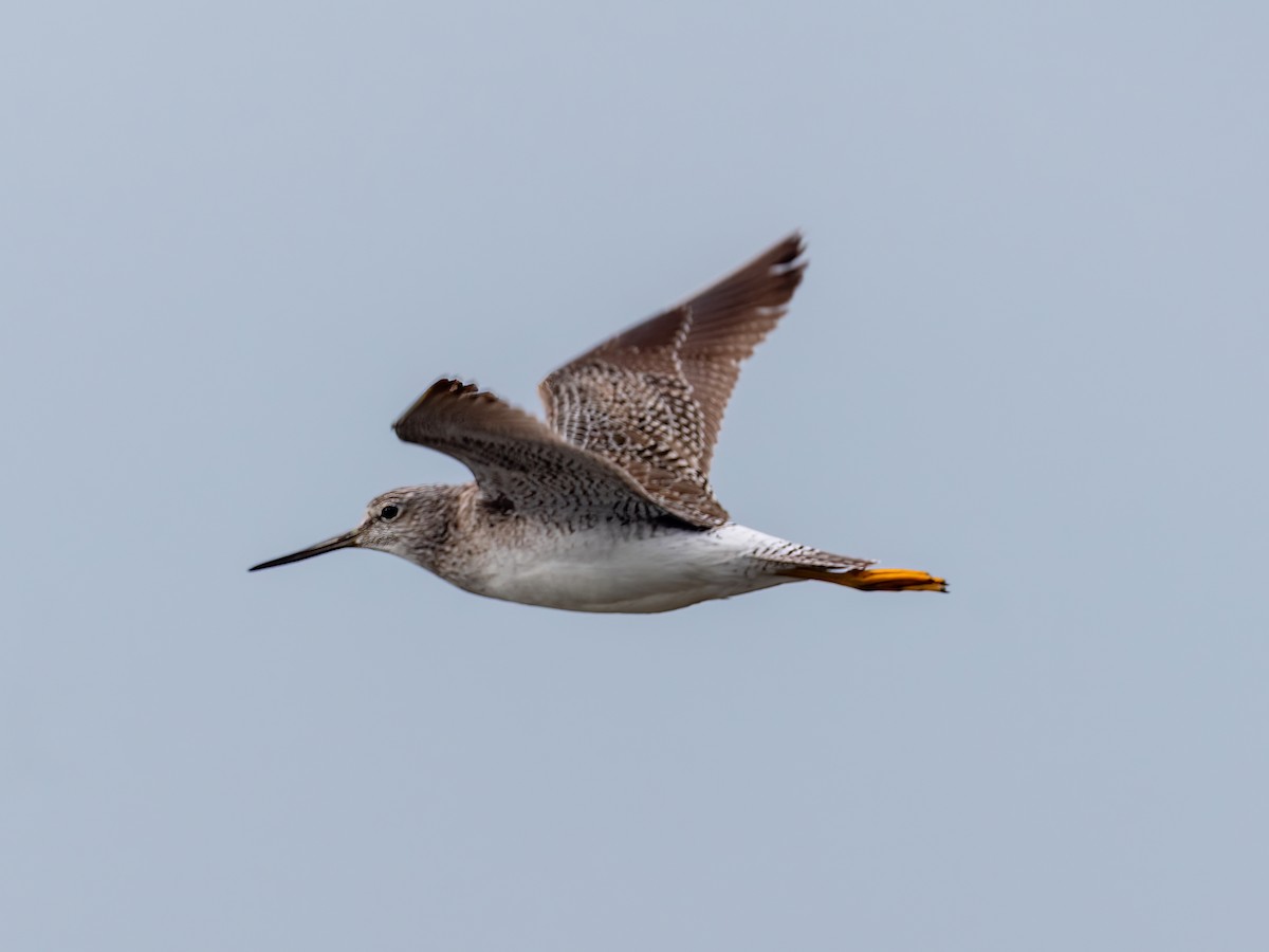 Greater Yellowlegs - ML589782591