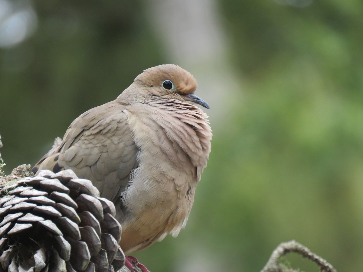 Mourning Dove - ML589784591