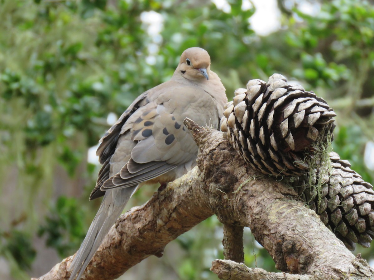 Mourning Dove - ML589784601