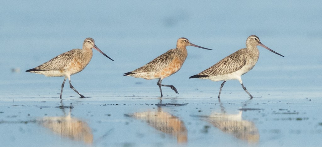 Bar-tailed Godwit - Ilya Povalyaev