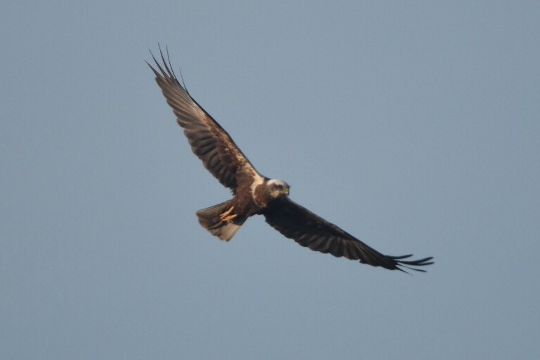 Western Marsh Harrier - ML58978741