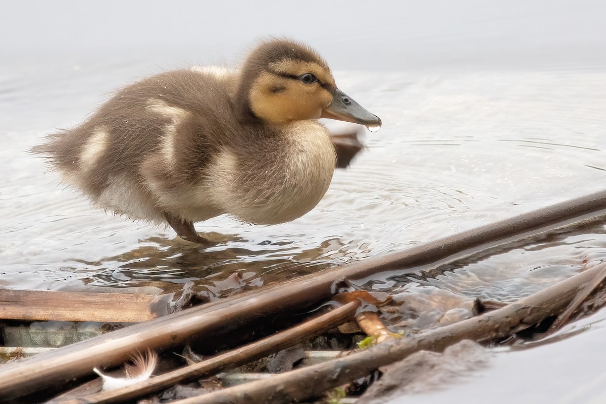 Mallard - Daniel Campeau