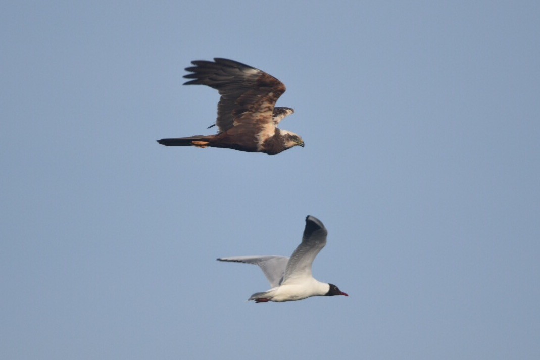 Western Marsh Harrier - ML58978761