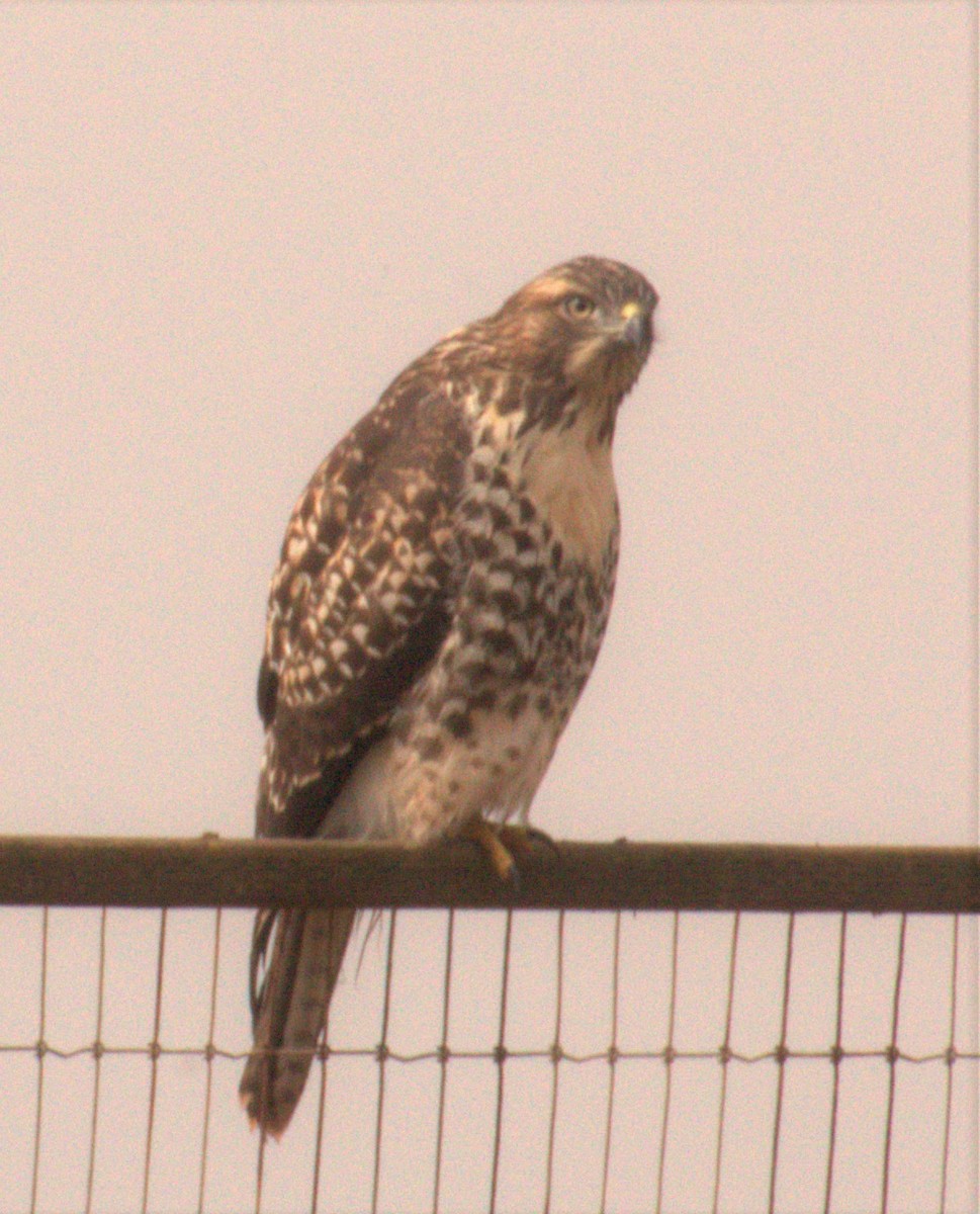 Red-tailed Hawk - ML589788161