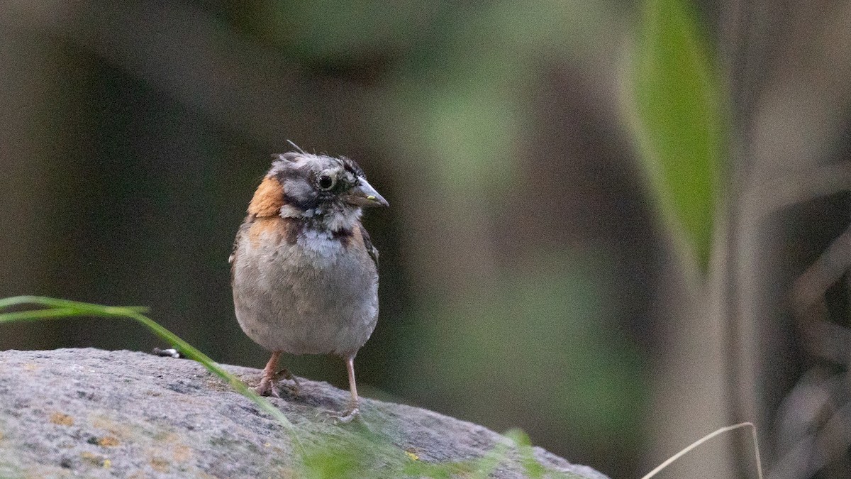 Rufous-collared Sparrow - PATRICK BEN SOUSSAN