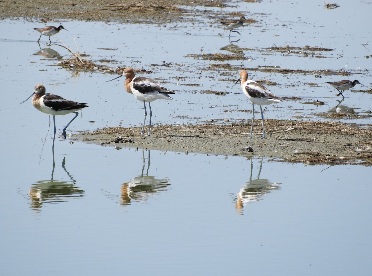 Wilson's Phalarope - ML589789291