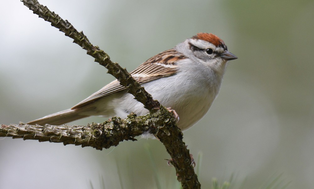 Chipping Sparrow - ML58978931