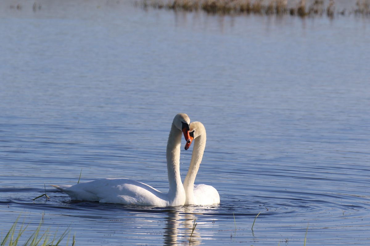 Mute Swan - ML589790101