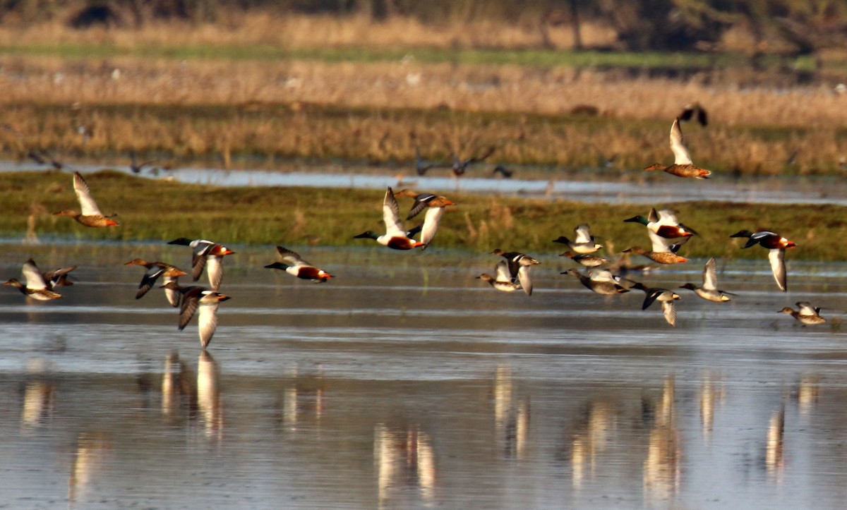 Northern Shoveler - ML589790241