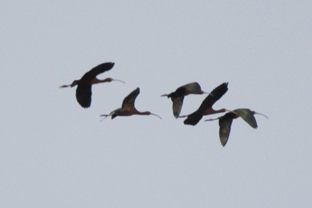 ibis americký - ML58979071