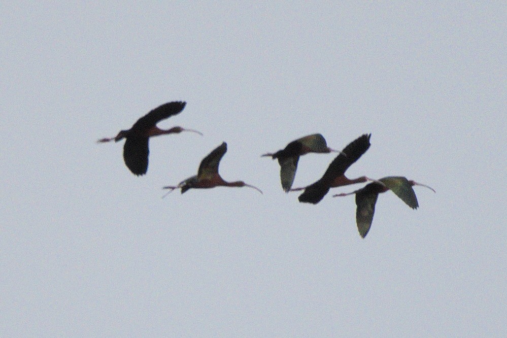 White-faced Ibis - ML58979071