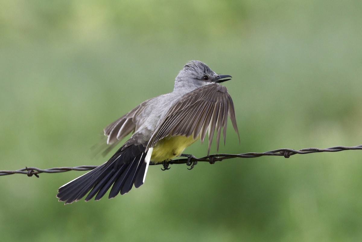 Western Kingbird - Adam Dudley