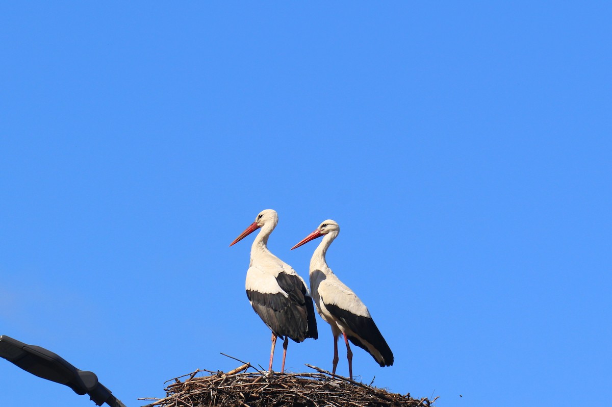 White Stork - ML589790881