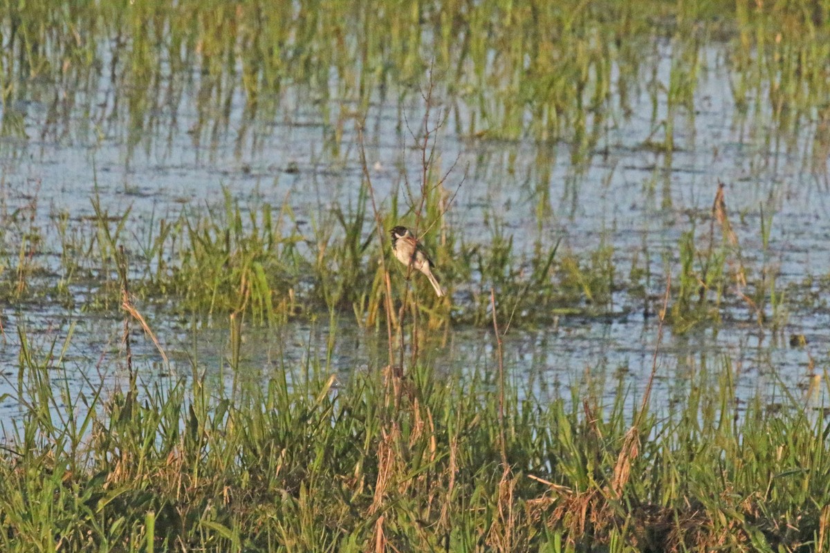 Reed Bunting - ML589791471