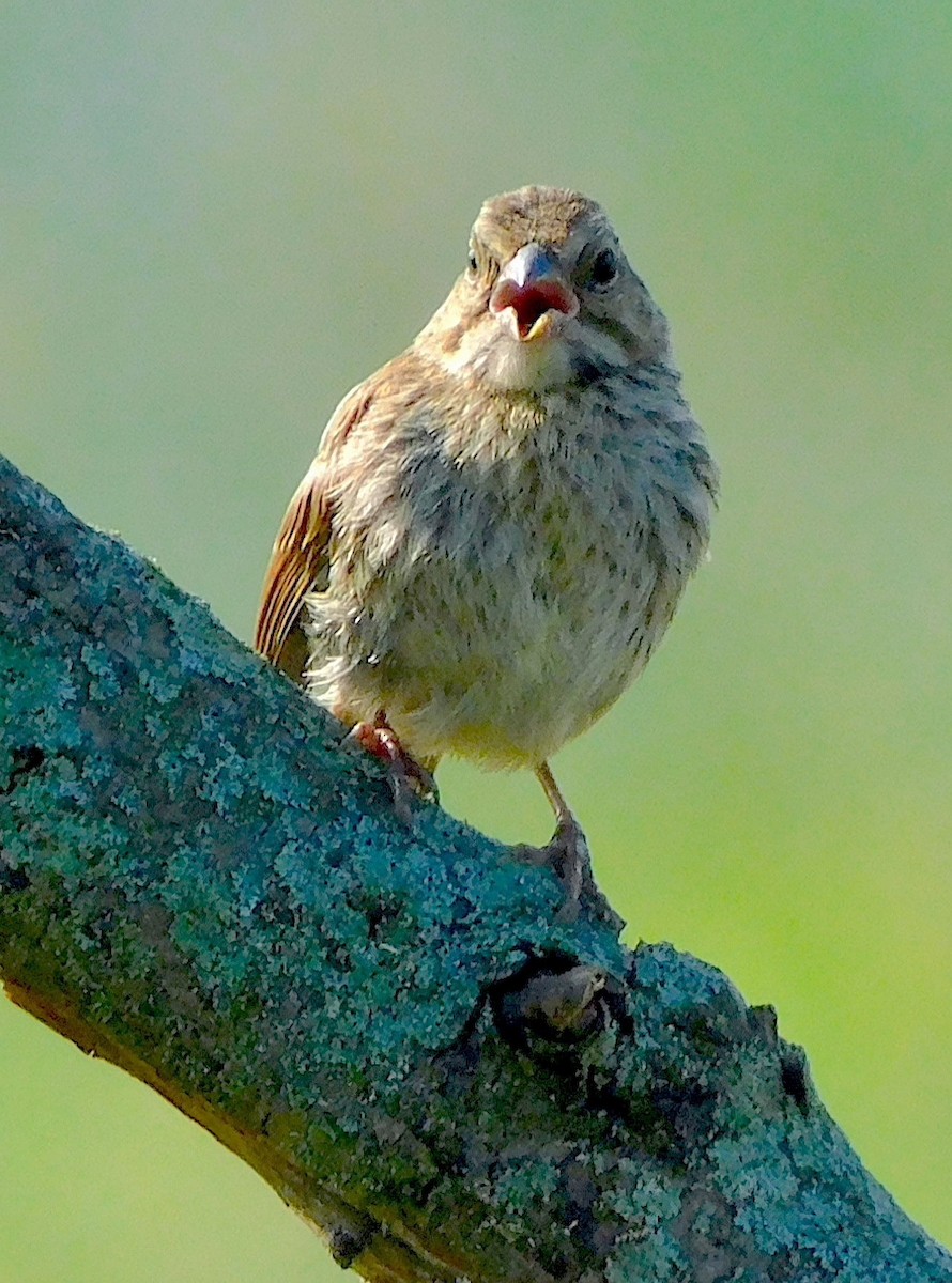 Song Sparrow - ML589791901