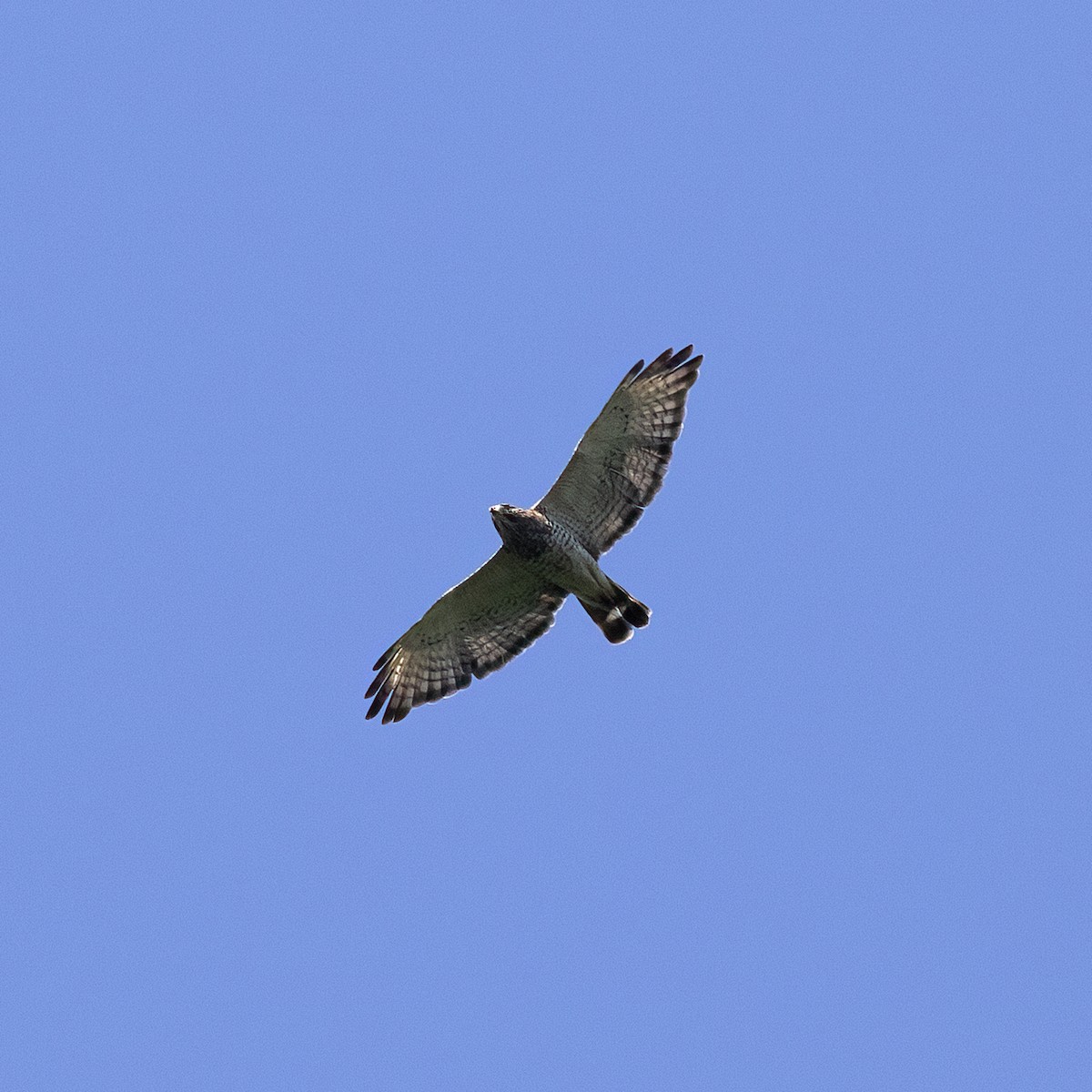 Broad-winged Hawk - ML589792631