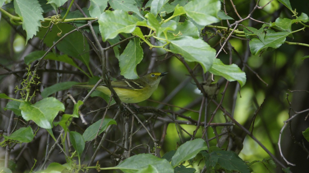 White-eyed Vireo - ML58979311