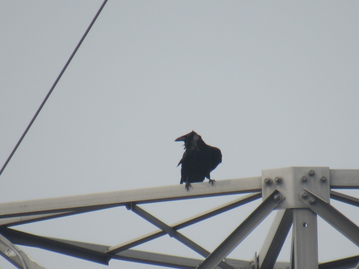 Хон хэрээ - ML589793331