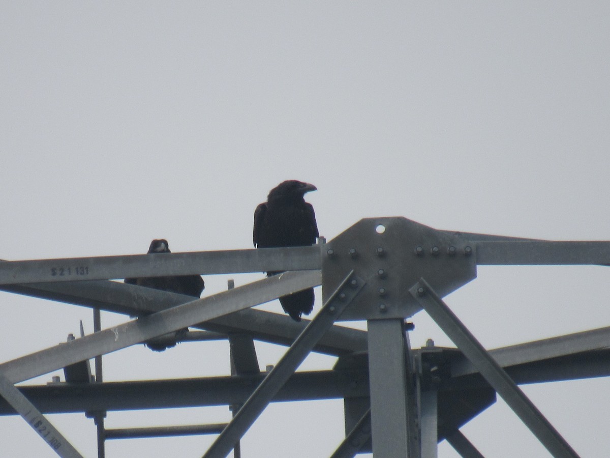 Хон хэрээ - ML589793341