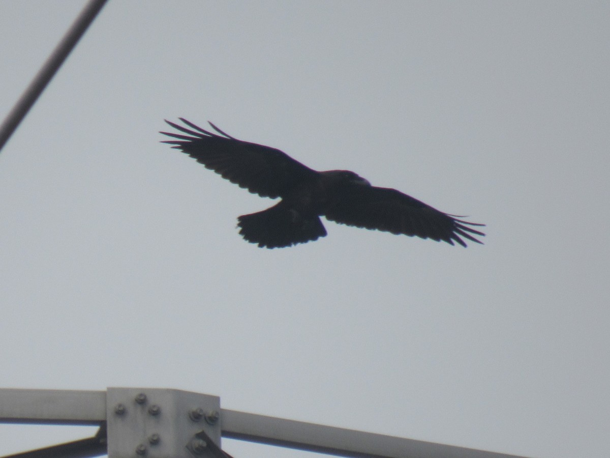 Хон хэрээ - ML589793351