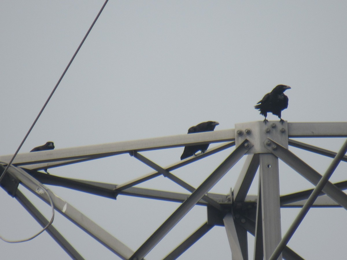 Хон хэрээ - ML589793361