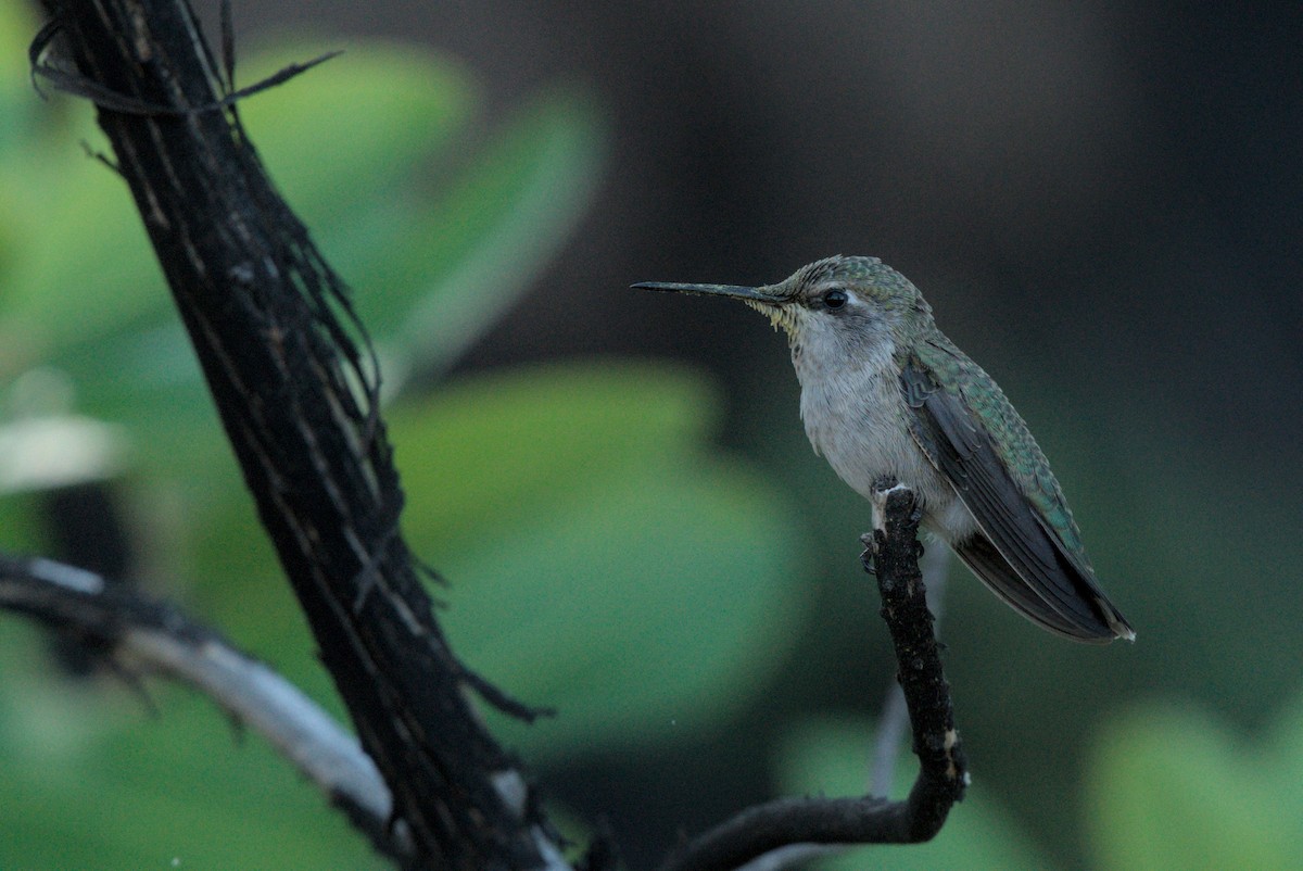 Anna's Hummingbird - David Lumpkin