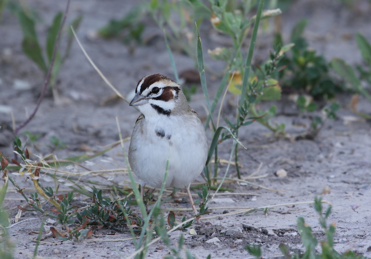 Lark Sparrow - Abby Darrah