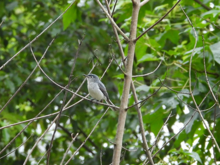 Blue-gray Gnatcatcher - ML589794371