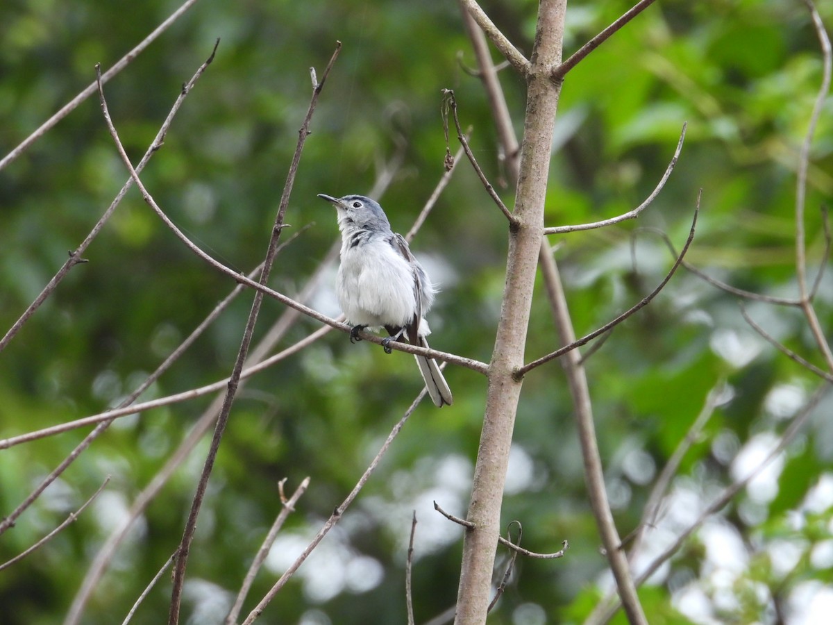 Blue-gray Gnatcatcher - ML589794571
