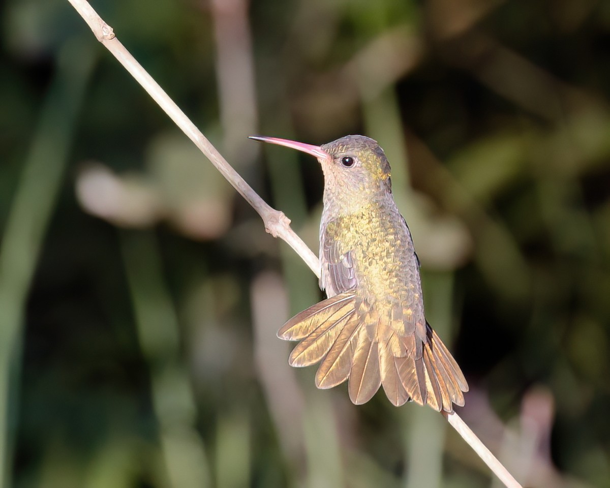 gyllenkolibri - ML589794861