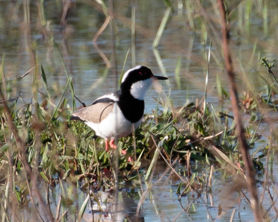 Pied Plover - ML589794941