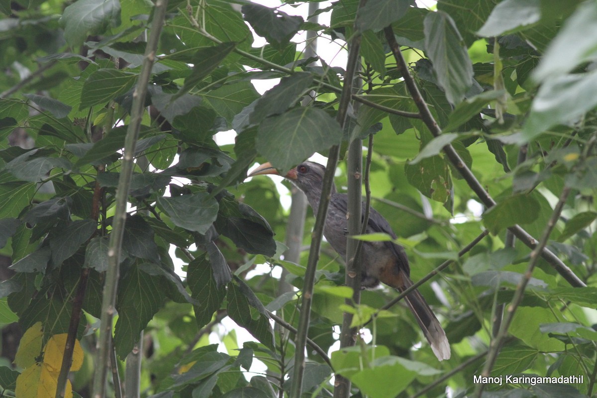 Malabar Gray Hornbill - ML58979511