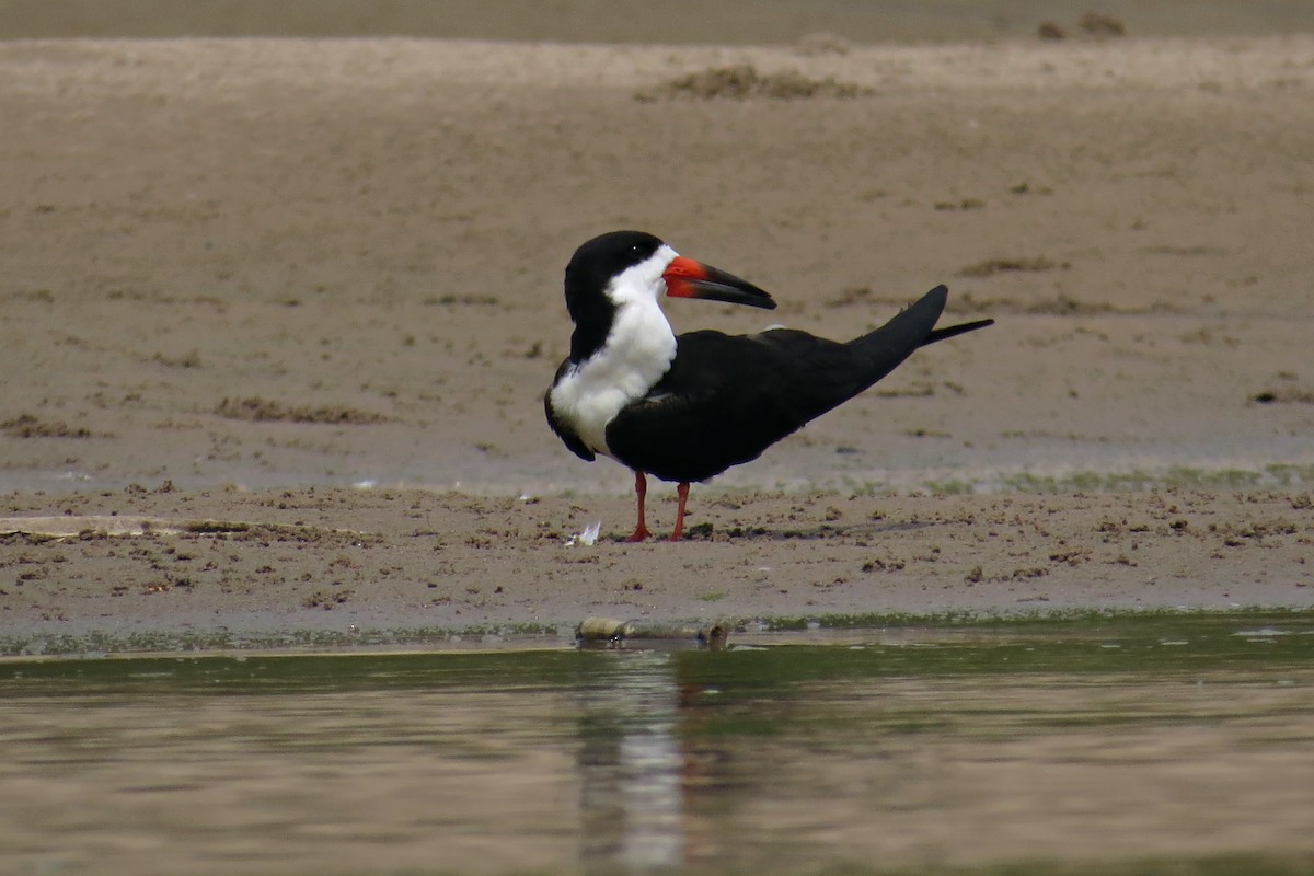 Black Skimmer - ML589795271