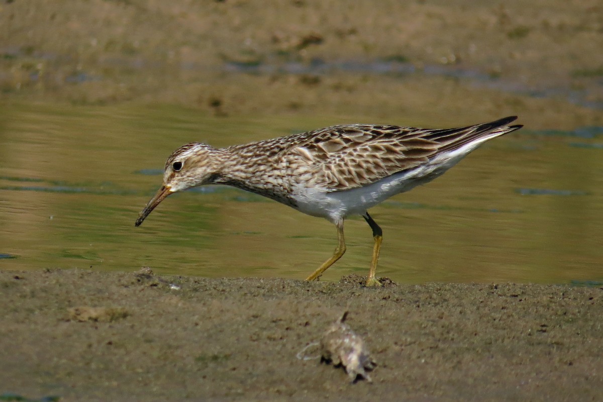 Pectoral Sandpiper - ML589795331