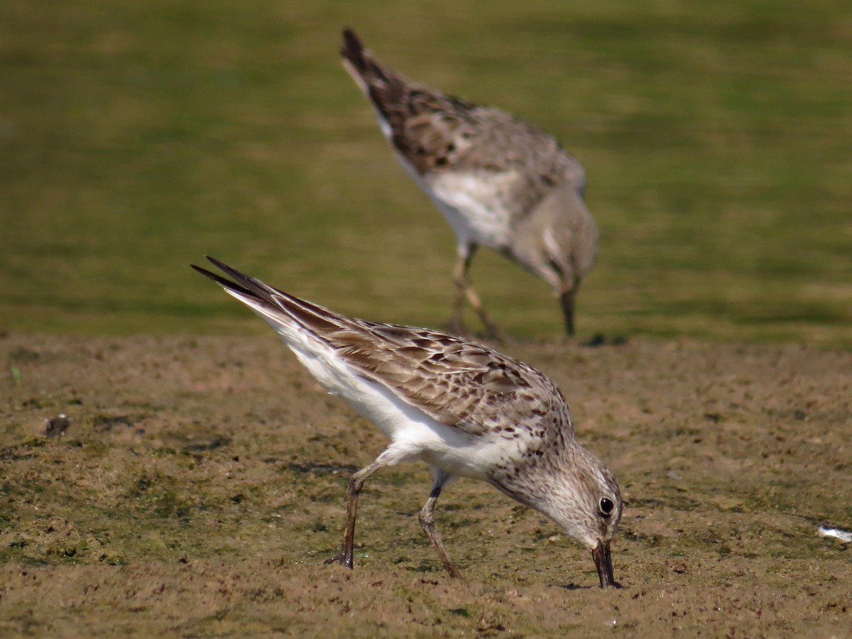 Pectoral Sandpiper - ML589795341