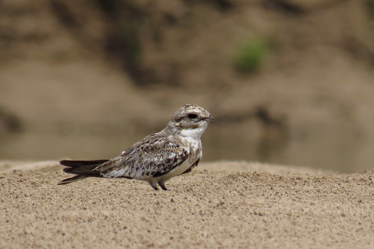 Sand-colored Nighthawk - ML589795361