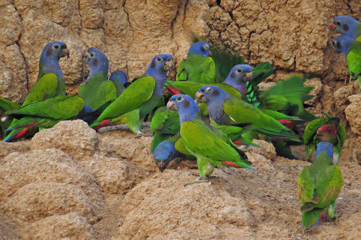 Blue-headed Parrot - ML589795891