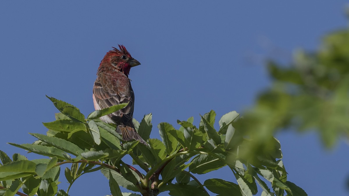 Common Rosefinch - Engin BIYIKOĞLU