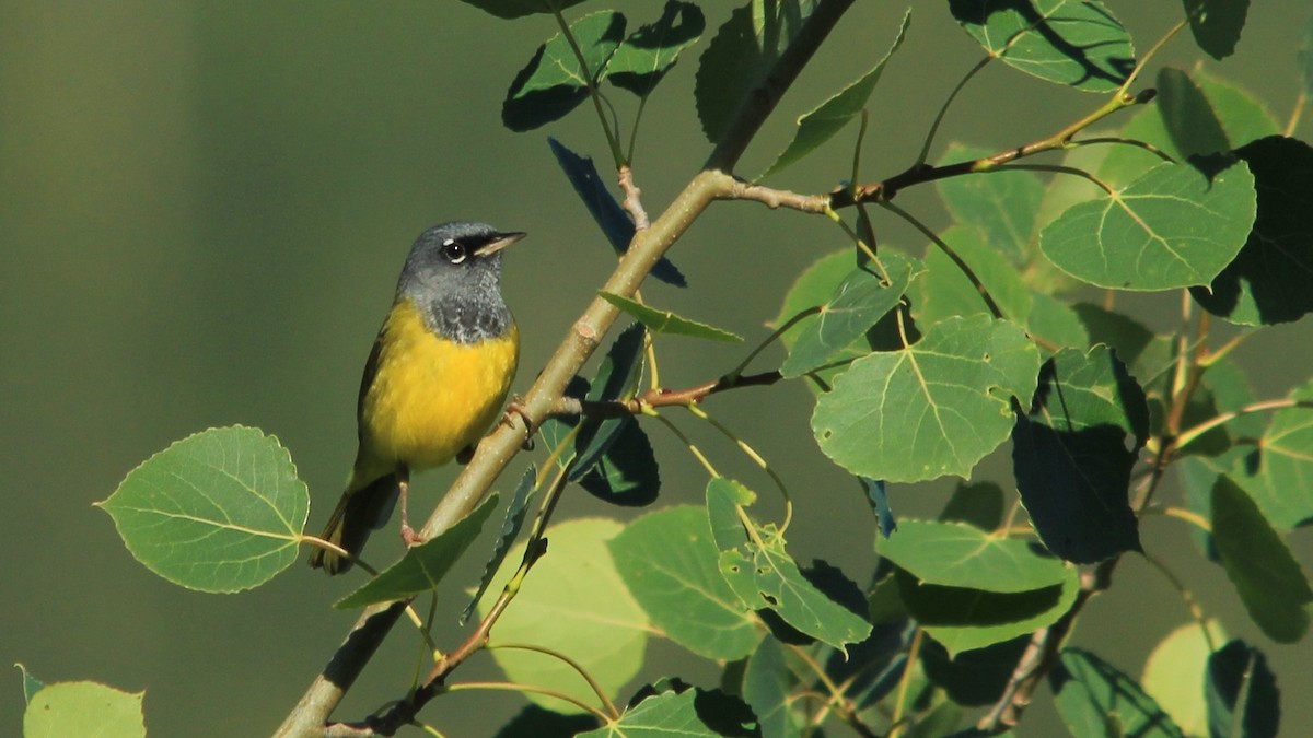 MacGillivray's Warbler - ML589796721