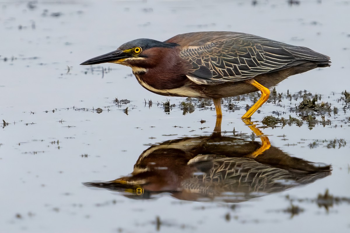 Green Heron - Brian Miller 🪶