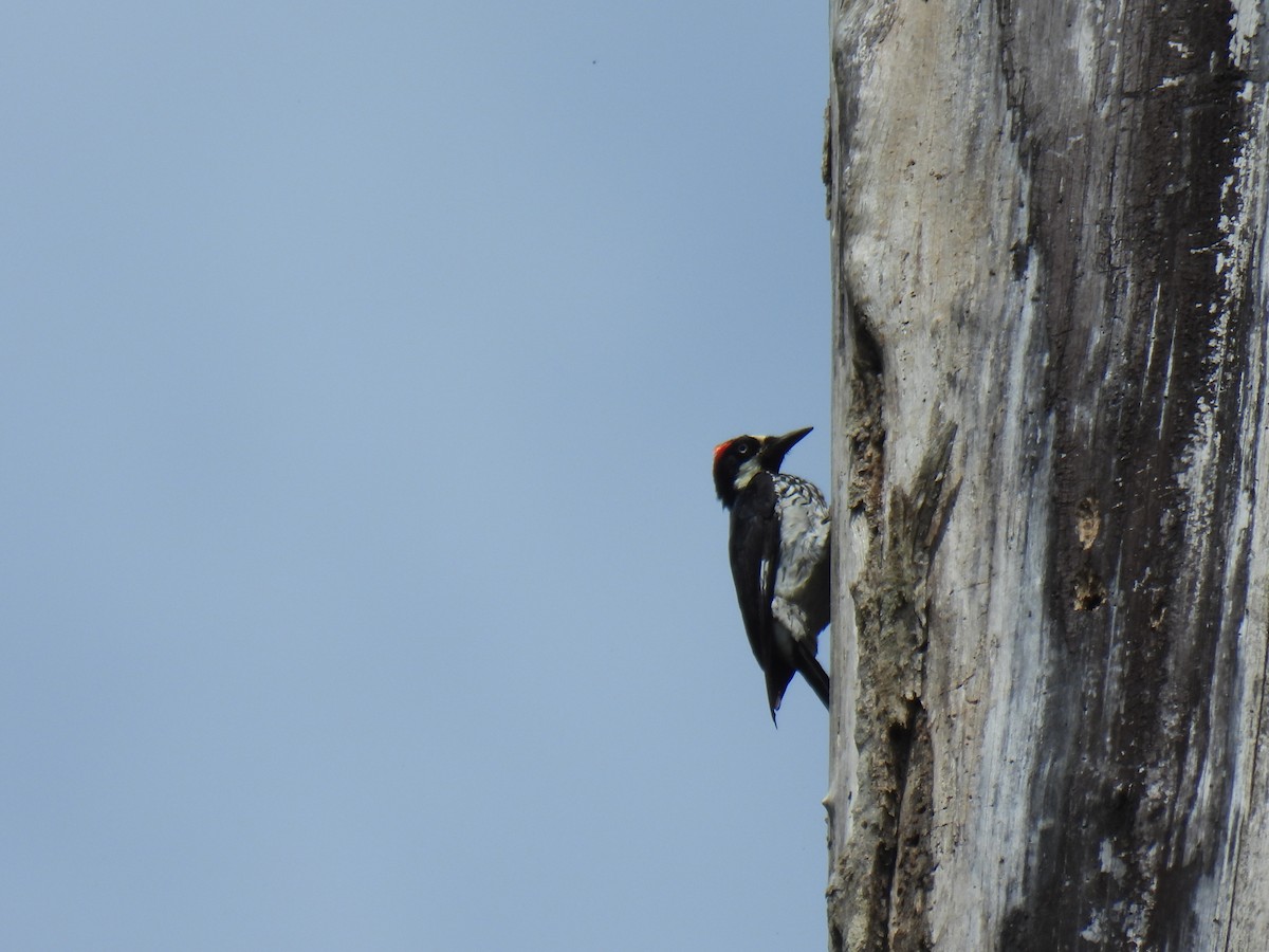 Acorn Woodpecker - ML589797441