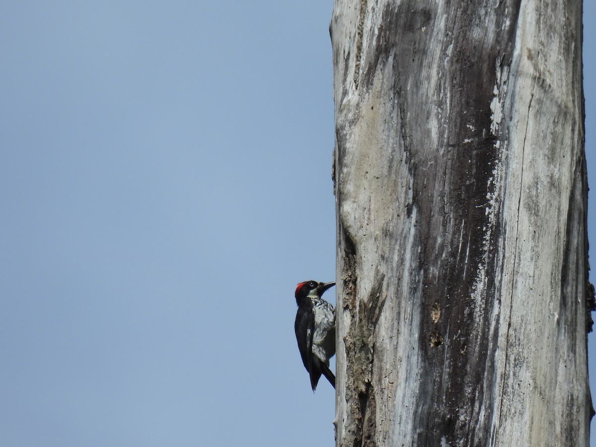 Acorn Woodpecker - ML589797461