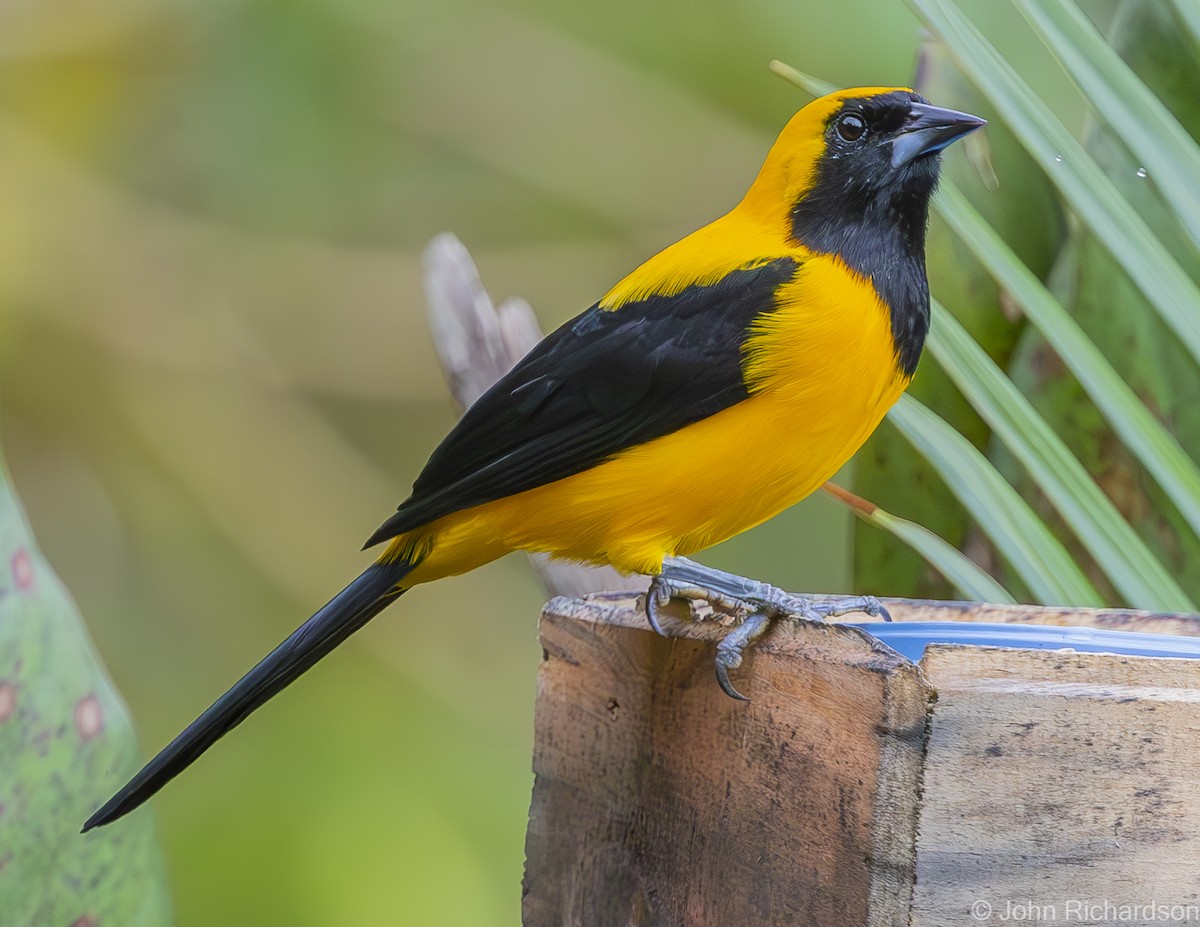 Yellow-backed Oriole - ML589798121