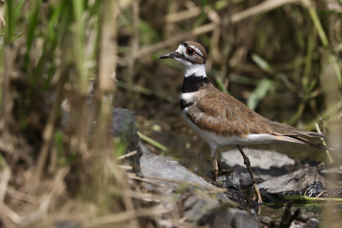 Killdeer - ML589800521