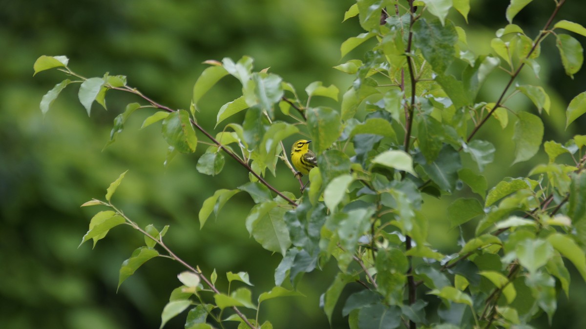 Prairie Warbler - Maxwell Ramey