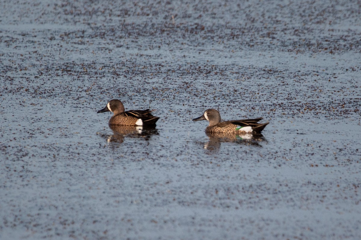 שרשיר כחול-כנף - ML589800871