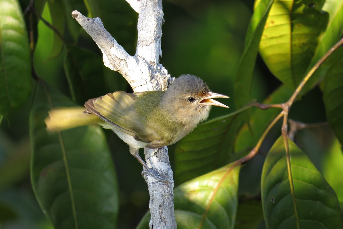 Buff-cheeked Greenlet - ML589801301